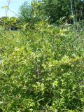 Crataegus pinnatifida