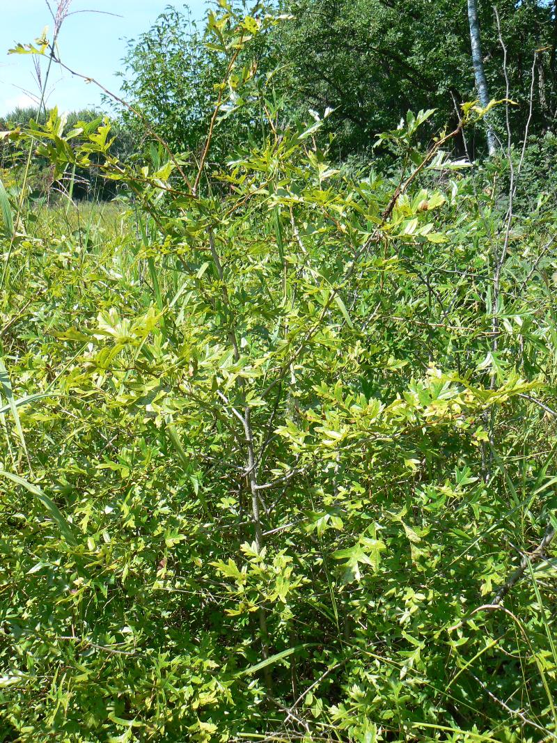 Image of Crataegus pinnatifida specimen.