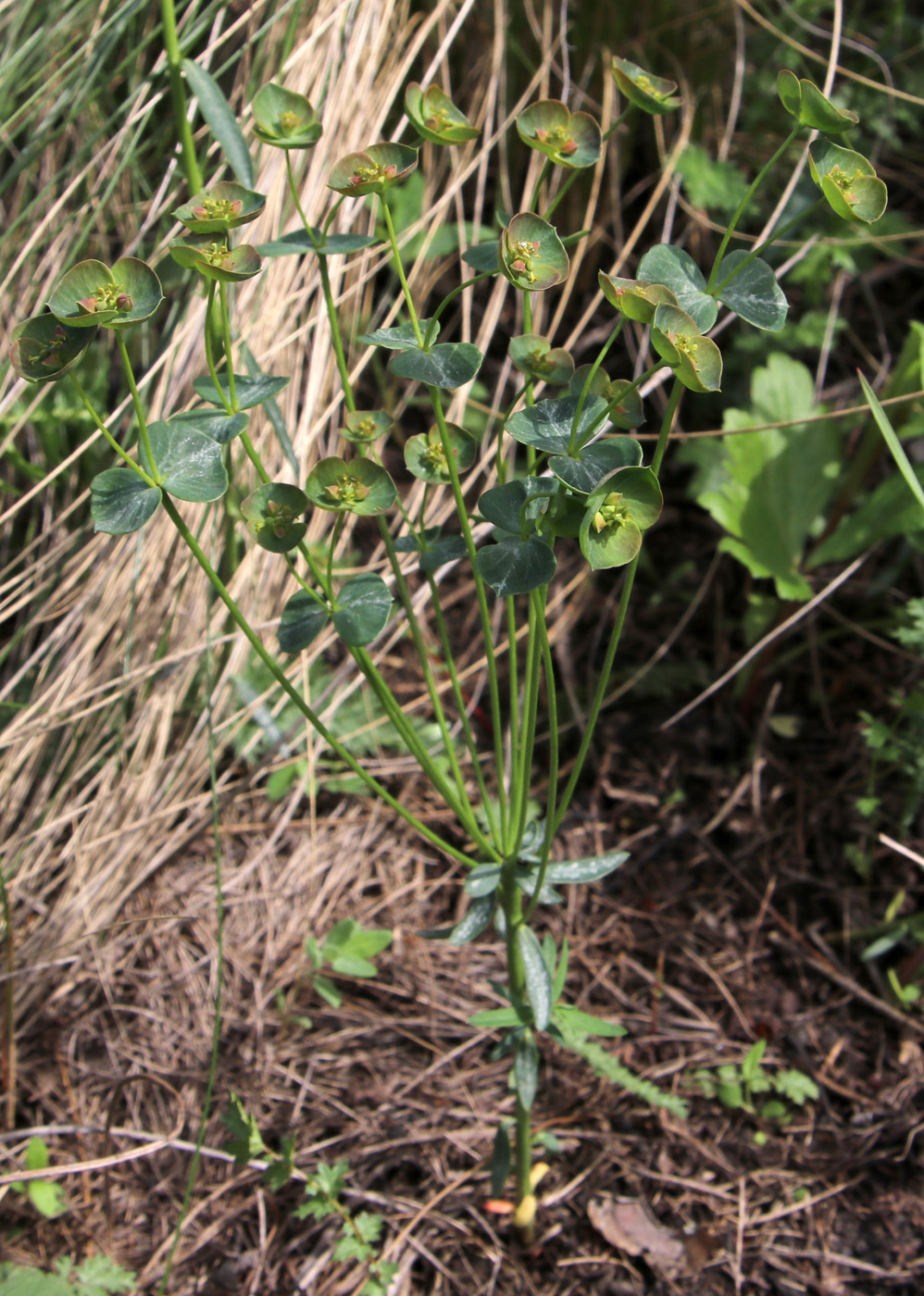 Изображение особи Euphorbia praecox.