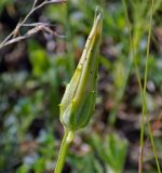 Scorzonera lachnostegia