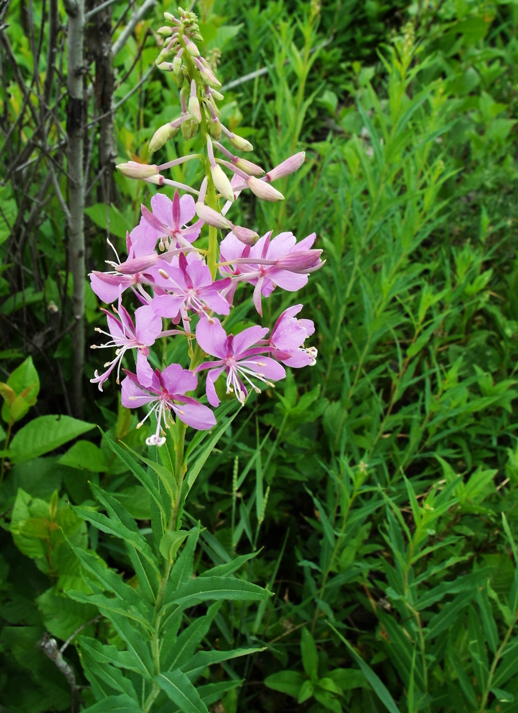 Image of Chamaenerion angustifolium specimen.