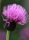 Cirsium helenioides
