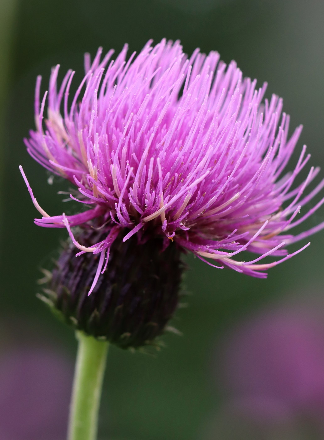 Изображение особи Cirsium helenioides.