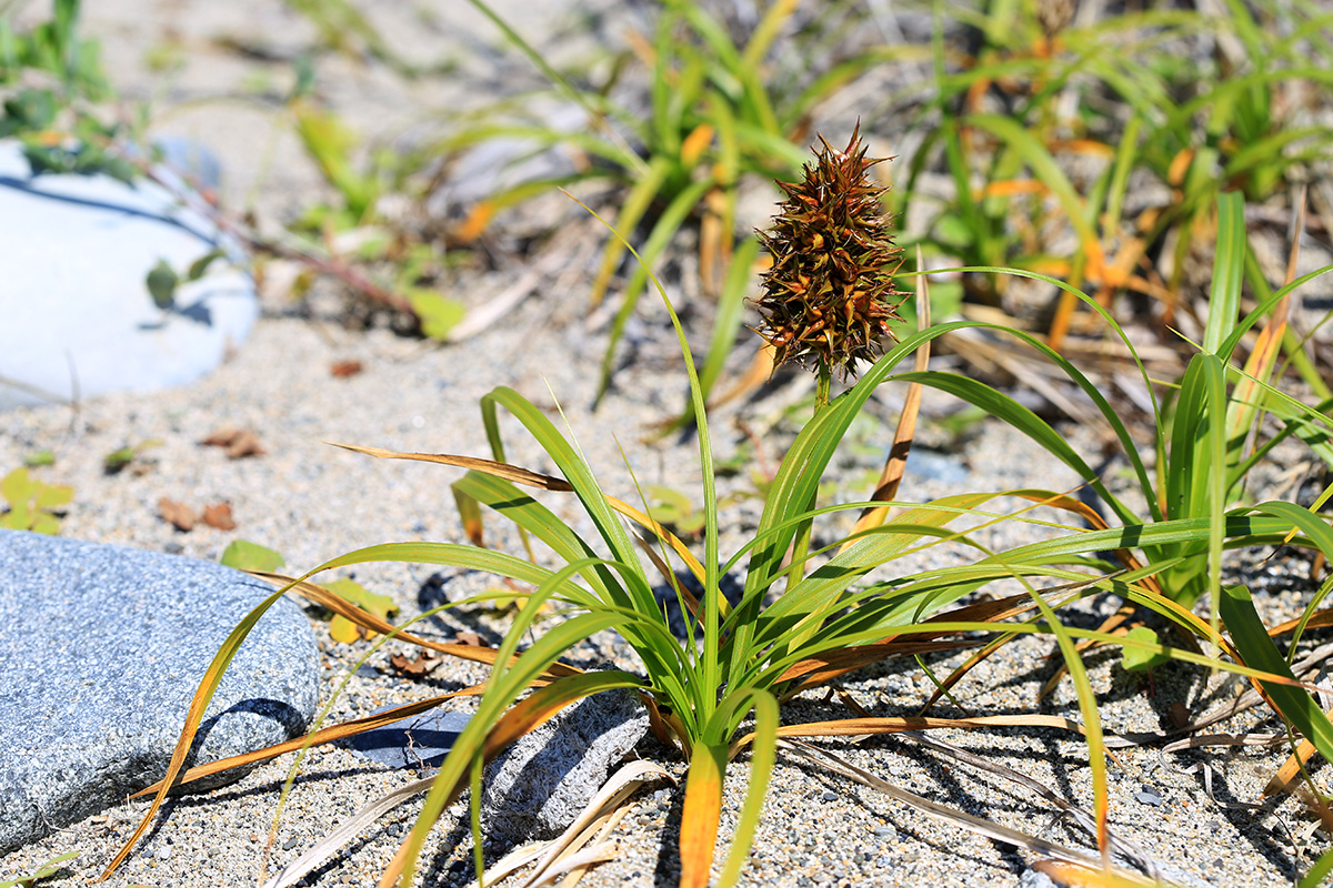 Image of Carex macrocephala specimen.