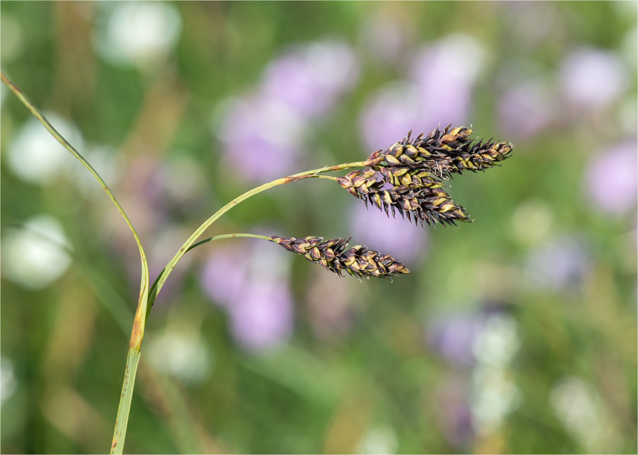 Image of Carex atrata specimen.