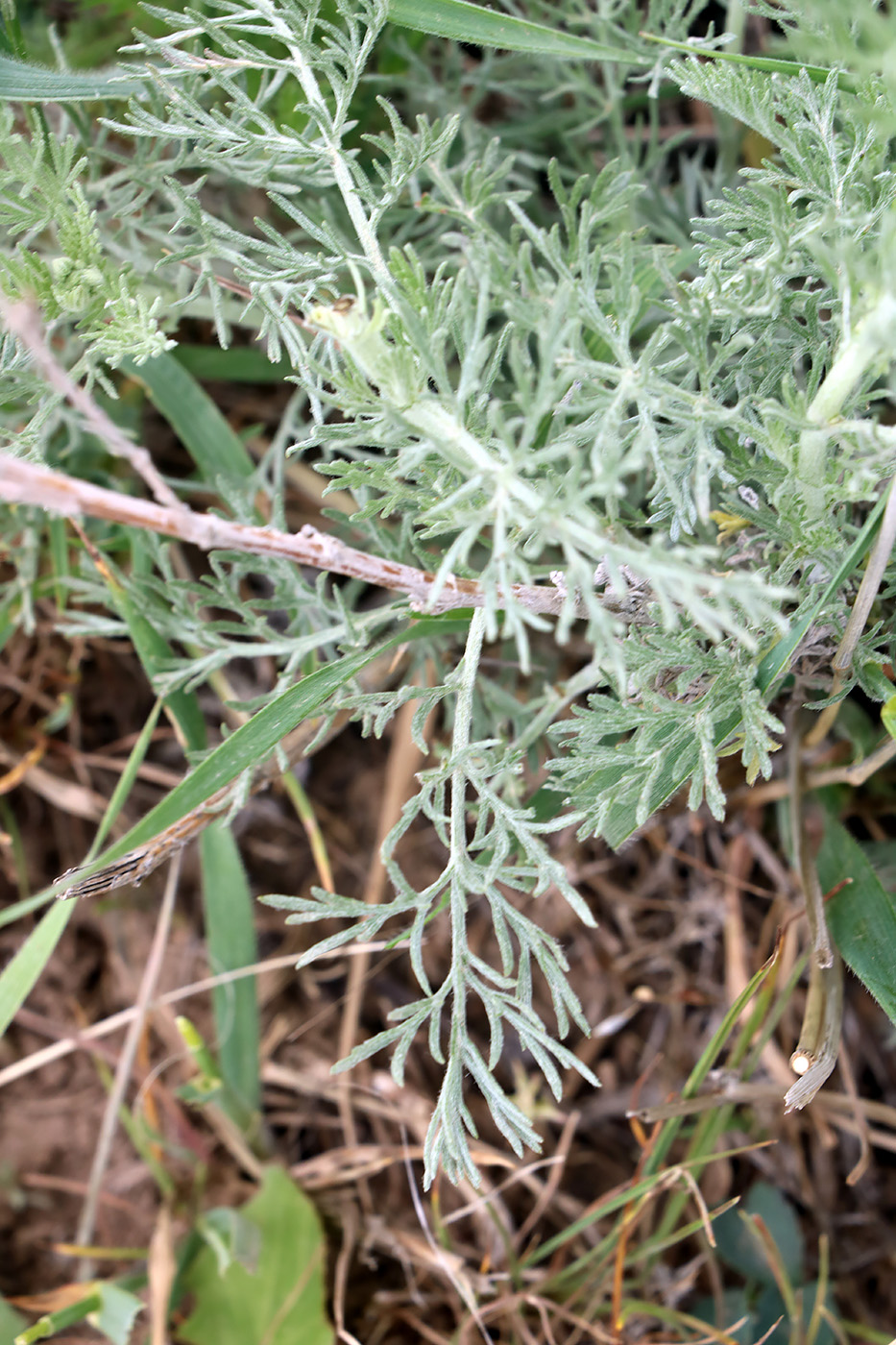Image of Artemisia tenuisecta specimen.