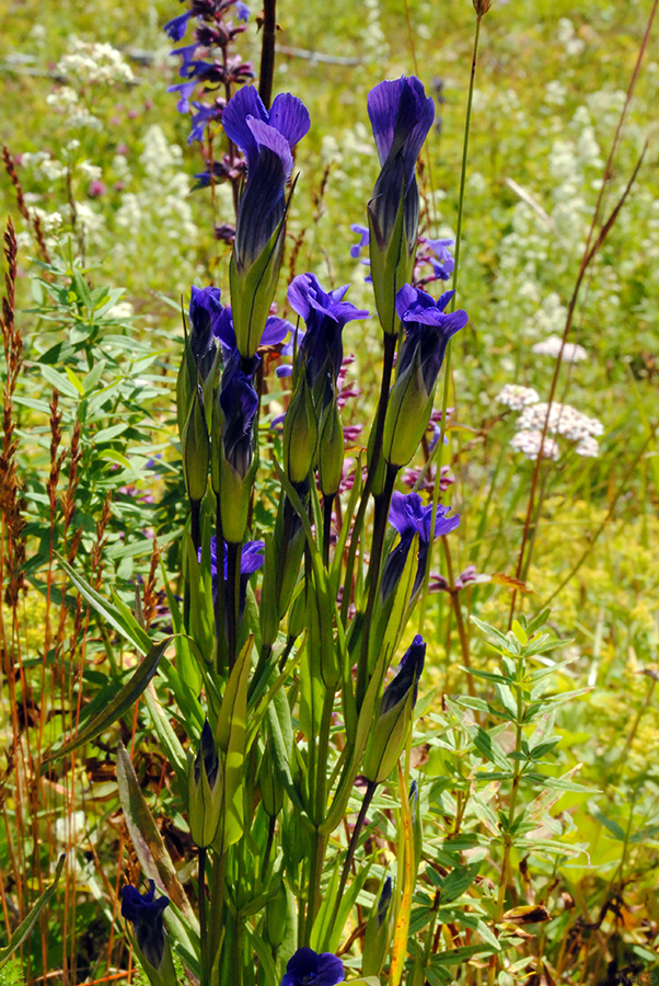 Изображение особи Gentianopsis barbata.