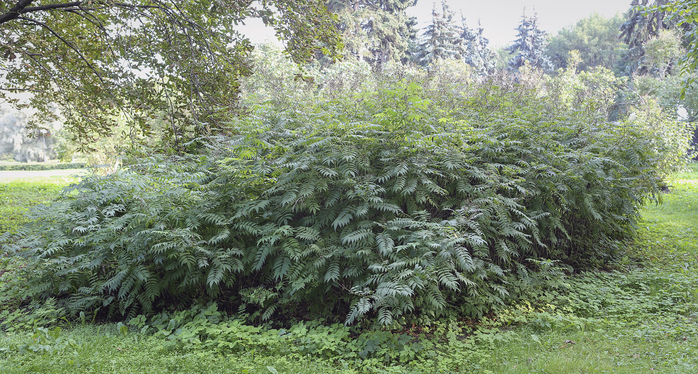 Image of Sorbaria sorbifolia specimen.