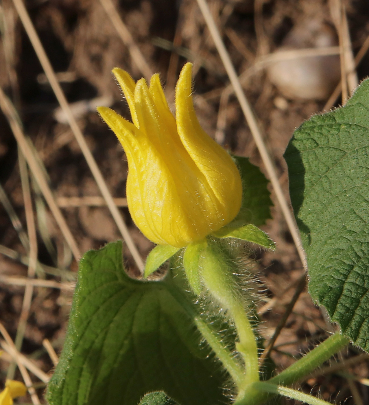 Image of Thladiantha dubia specimen.