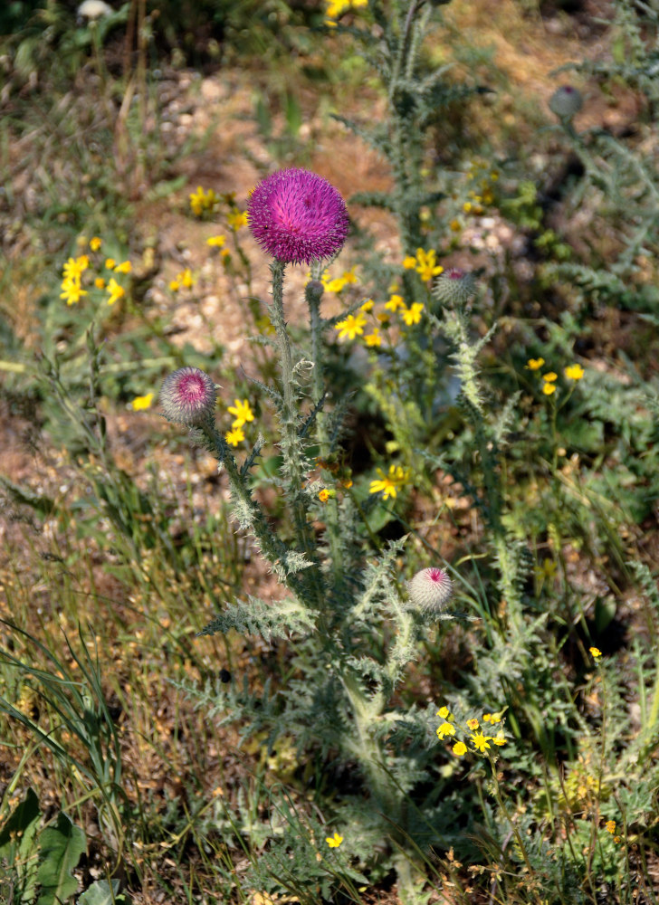 Изображение особи Carduus uncinatus ssp. davisii.