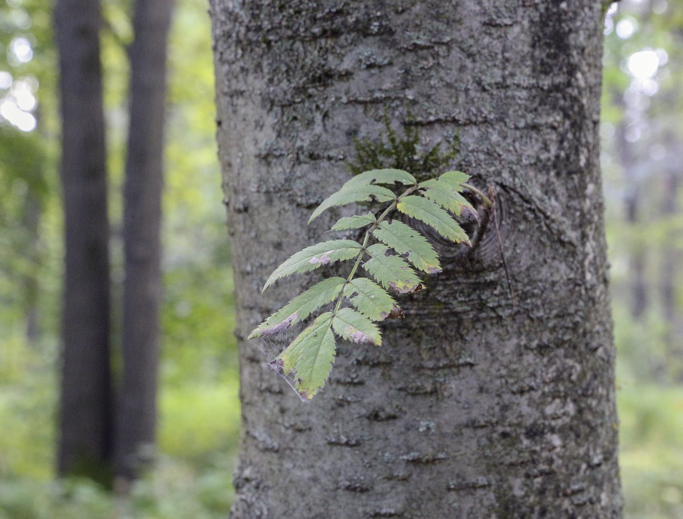 Изображение особи Sorbus &times; arnoldiana.