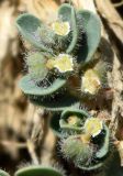 Euphorbia canescens