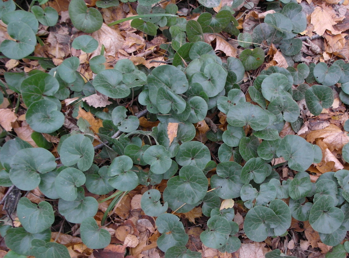 Image of Asarum europaeum specimen.