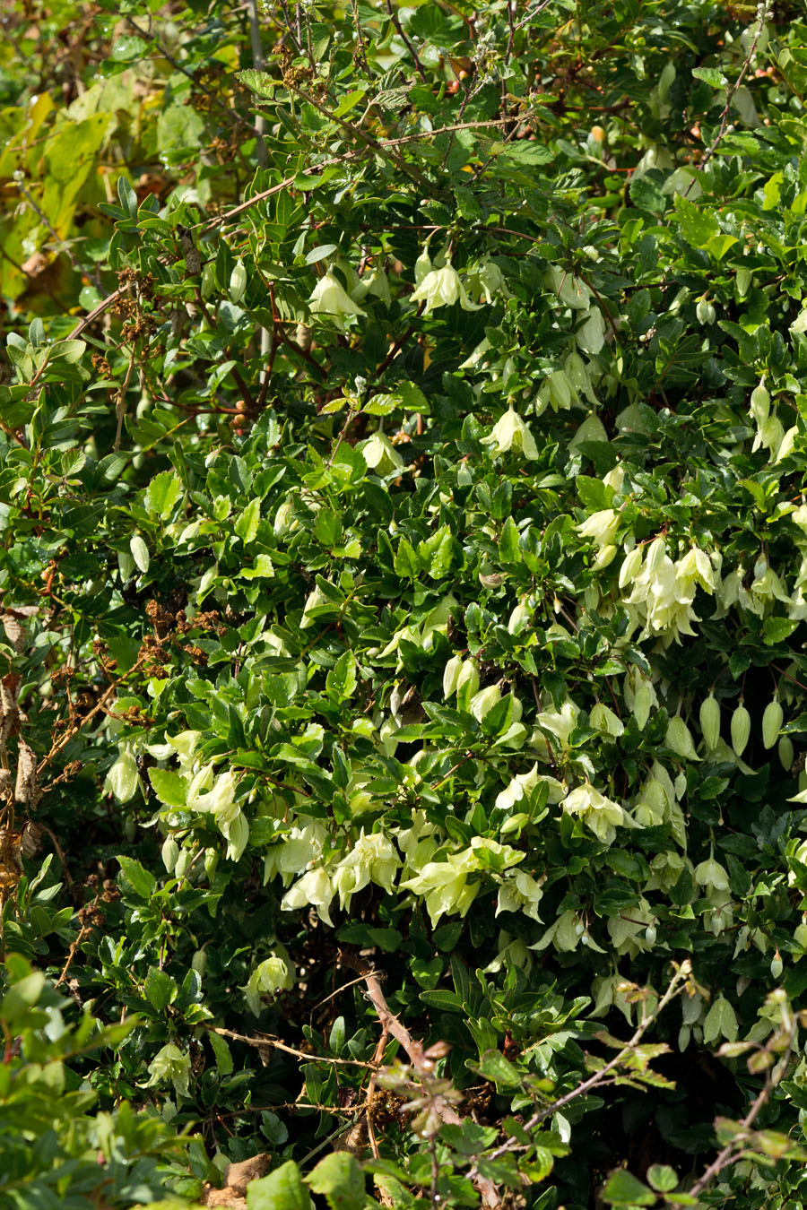 Изображение особи Clematis cirrhosa.