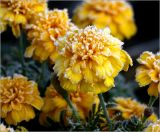 Tagetes patula