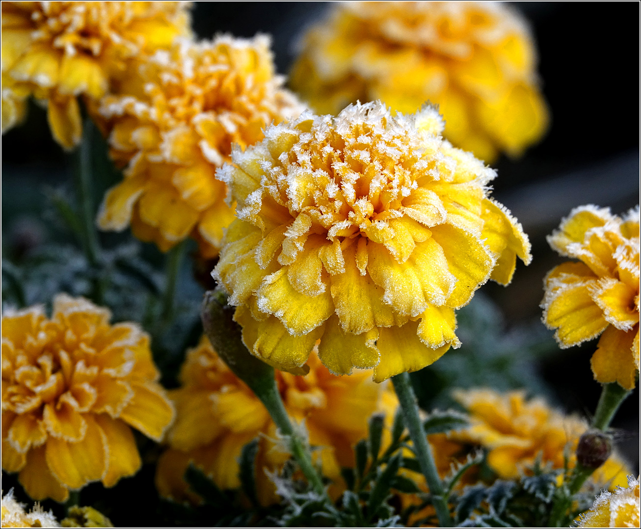 Image of Tagetes patula specimen.