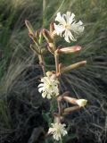 Silene viscosa