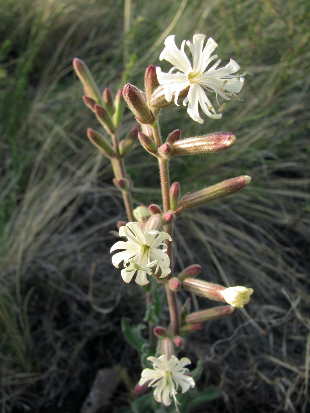 Image of Silene viscosa specimen.