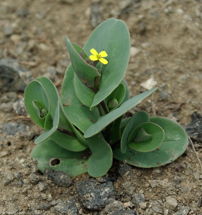 Изображение особи Conringia clavata.