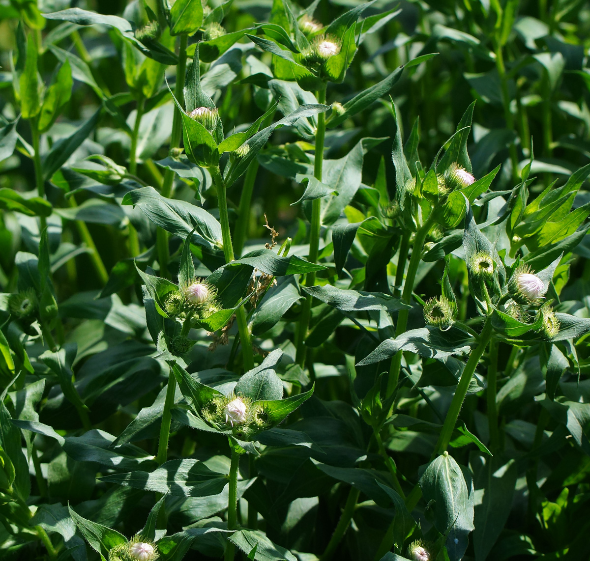 Изображение особи Erigeron speciosus.