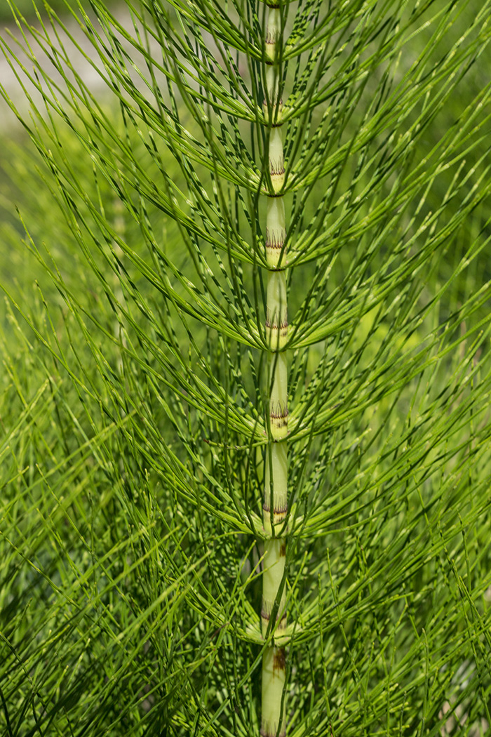 Изображение особи Equisetum telmateia.