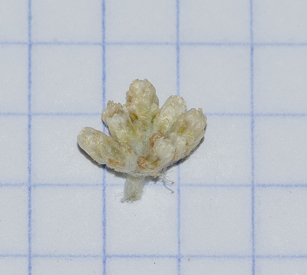 Изображение особи Helichrysum patulum.