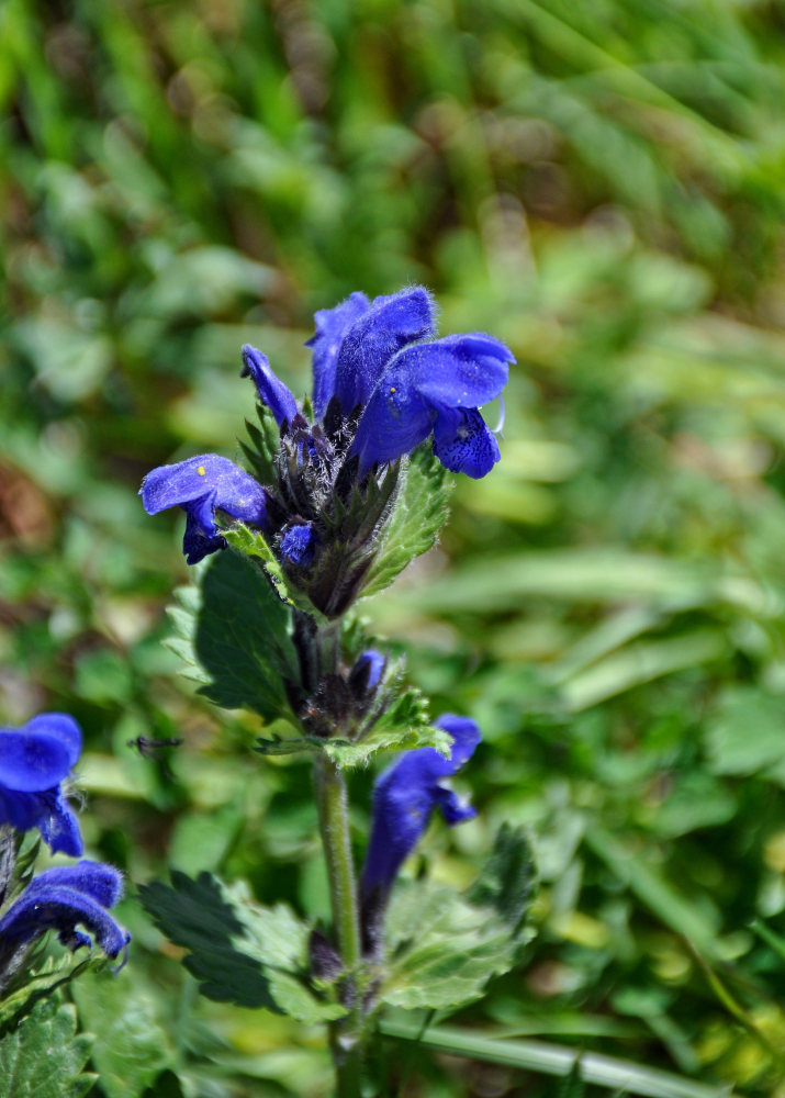 Image of Dracocephalum grandiflorum specimen.