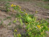 Melilotoides platycarpos