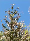 Ruscus aculeatus