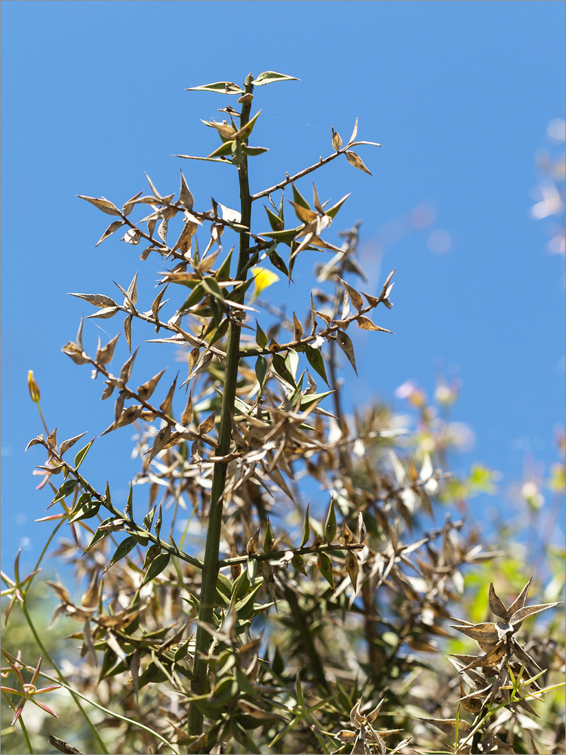 Изображение особи Ruscus aculeatus.