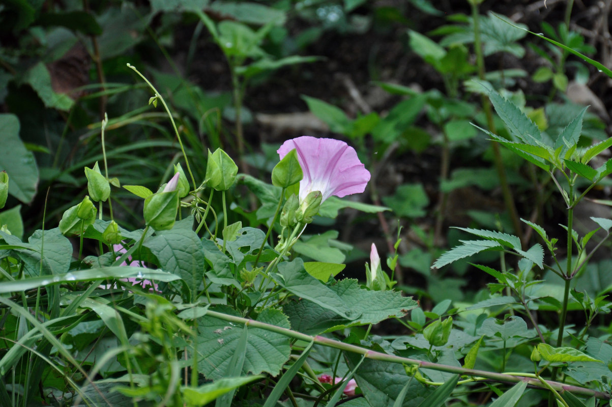 Изображение особи Calystegia inflata.