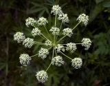 Aulacospermum anomalum