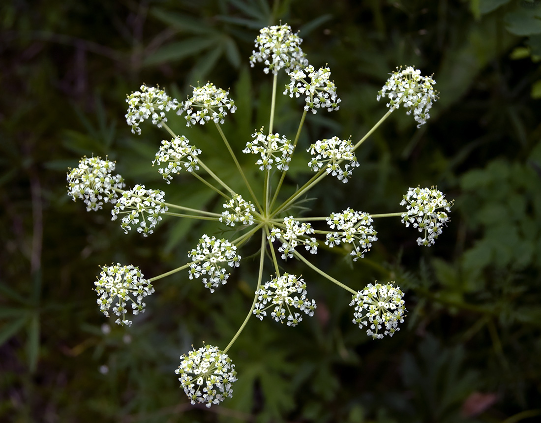 Image of Aulacospermum anomalum specimen.