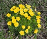 Adonis vernalis