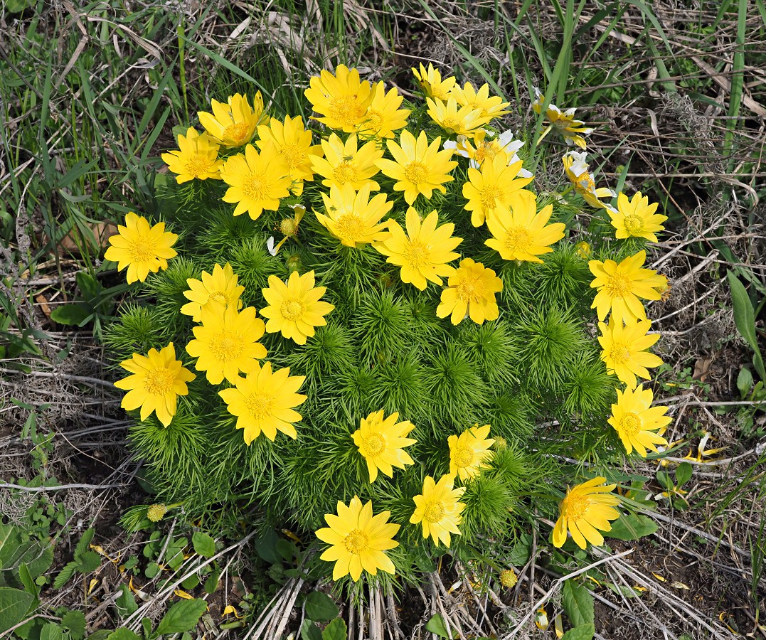 Изображение особи Adonis vernalis.