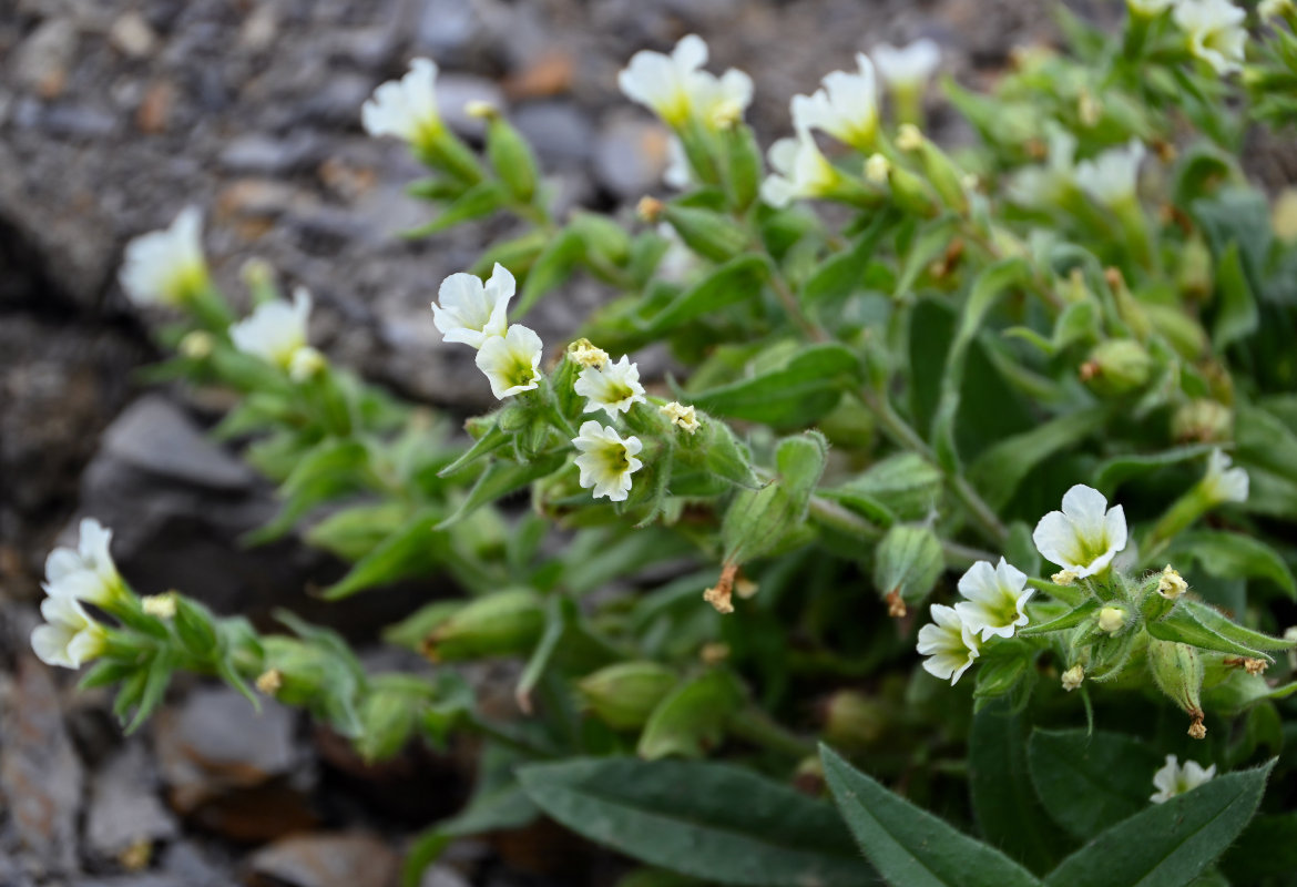 Image of Nonea lutea specimen.