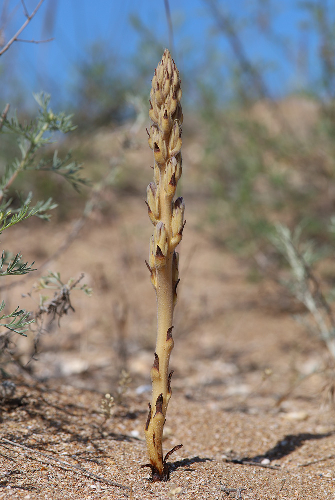 Image of Phelipanche arenaria specimen.