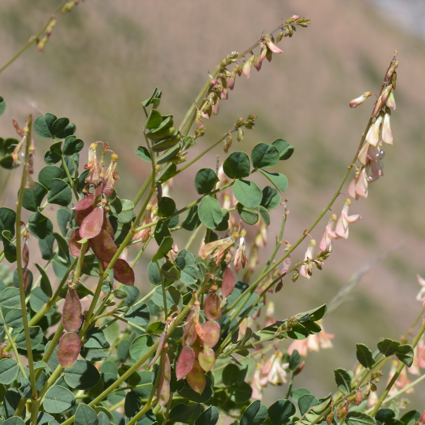 Изображение особи Hedysarum flavescens.