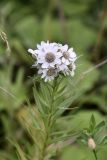 Achillea подвид macrocephala