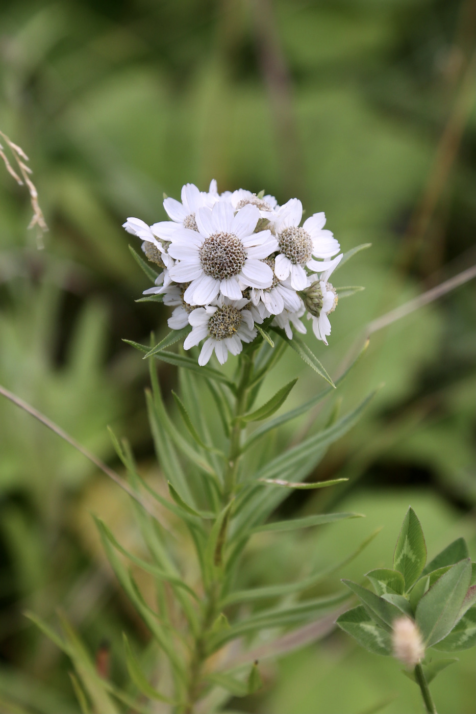 Изображение особи Achillea ptarmica ssp. macrocephala.