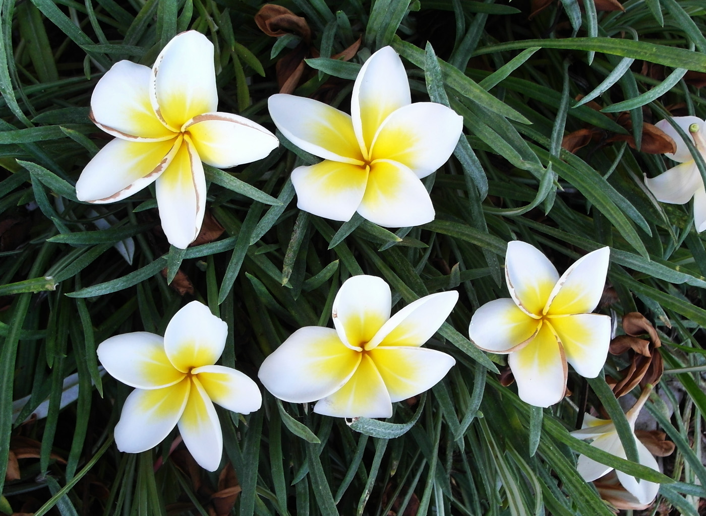 Изображение особи Plumeria rubra var. acutifolia.