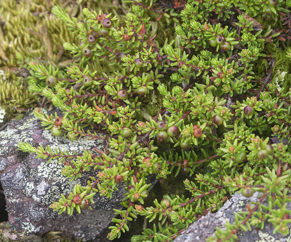 Image of Empetrum caucasicum specimen.