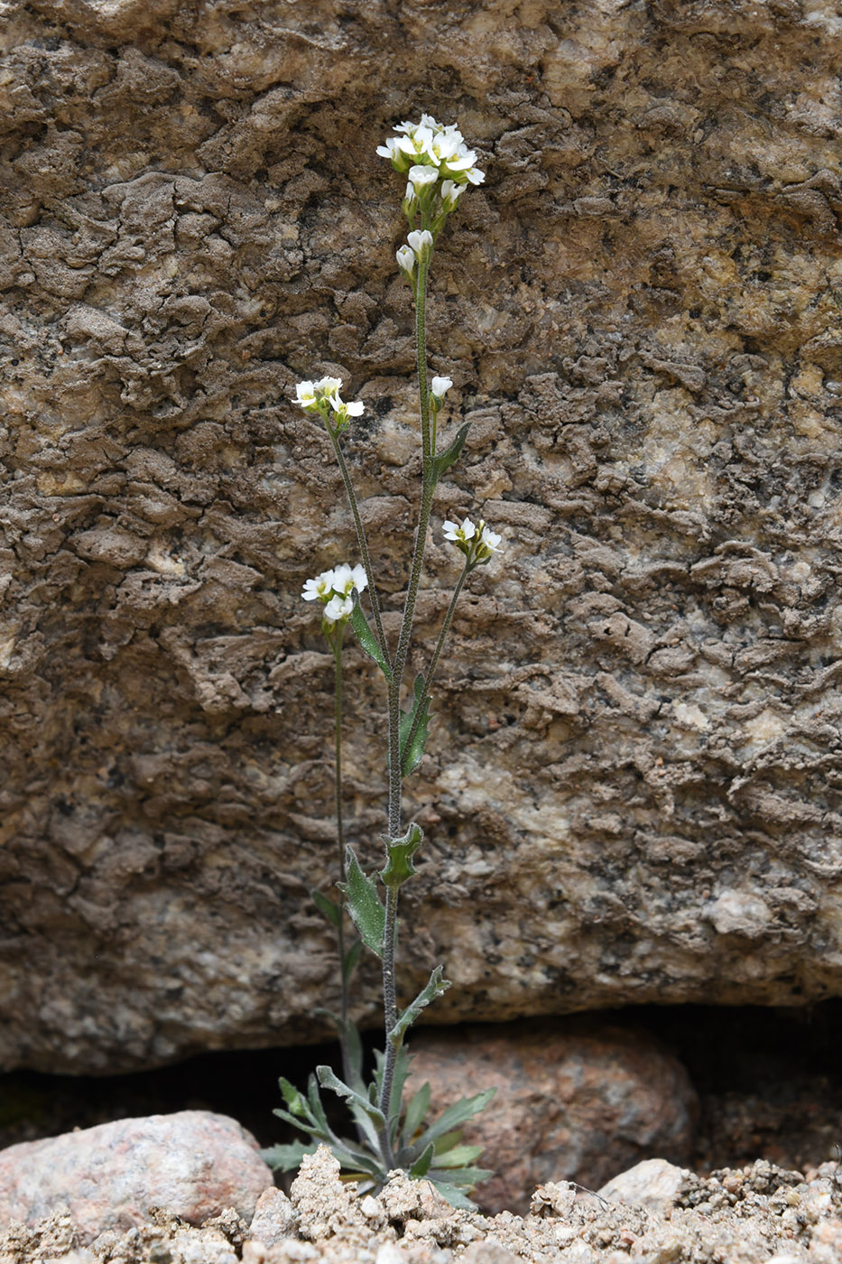 Изображение особи Draba subamplexicaulis.