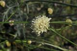 Cephalaria uralensis