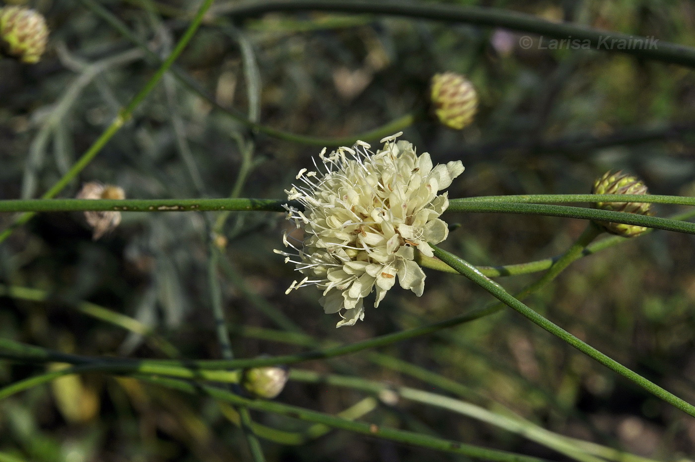 Изображение особи Cephalaria uralensis.