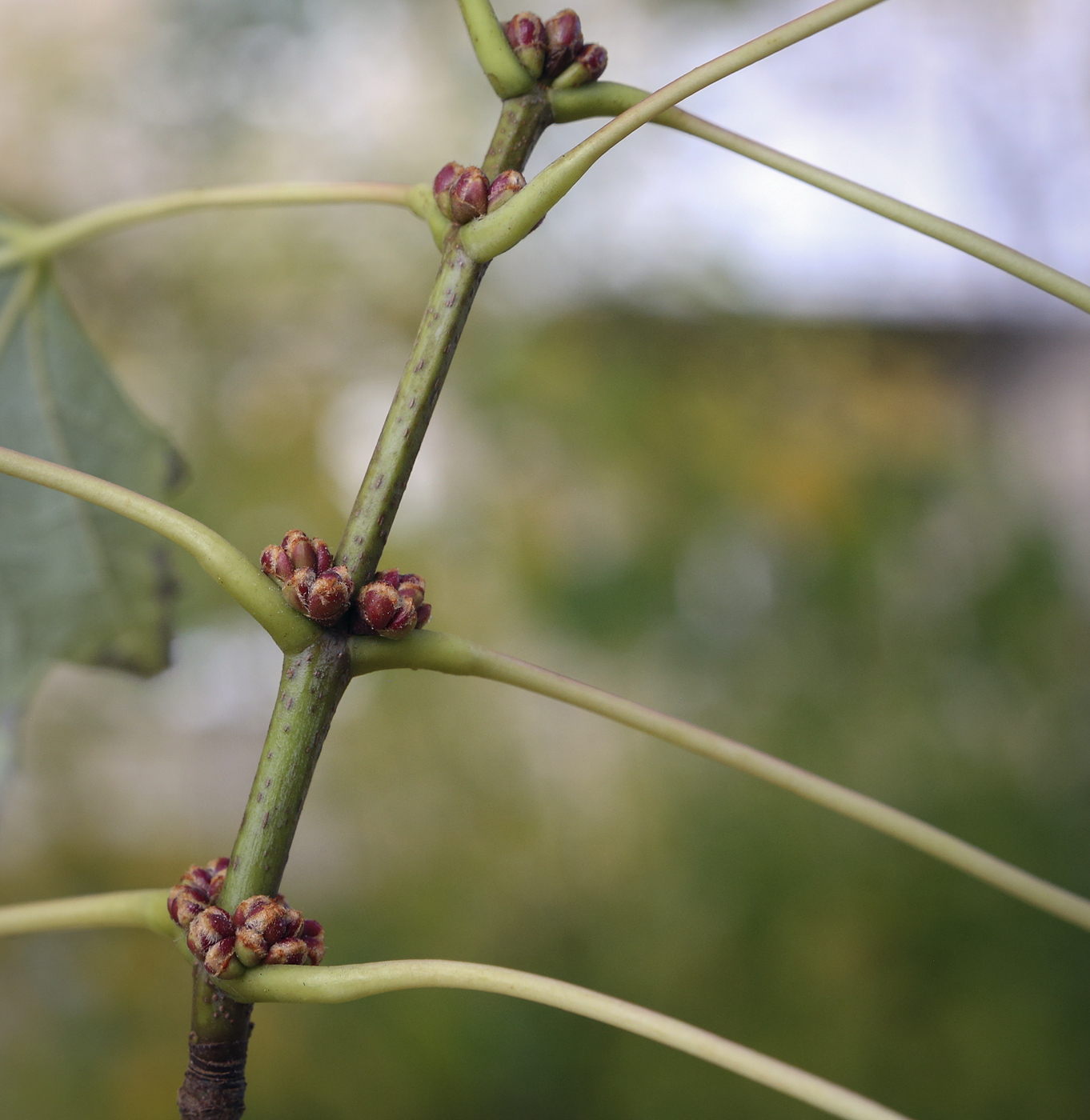 Изображение особи Acer saccharinum.