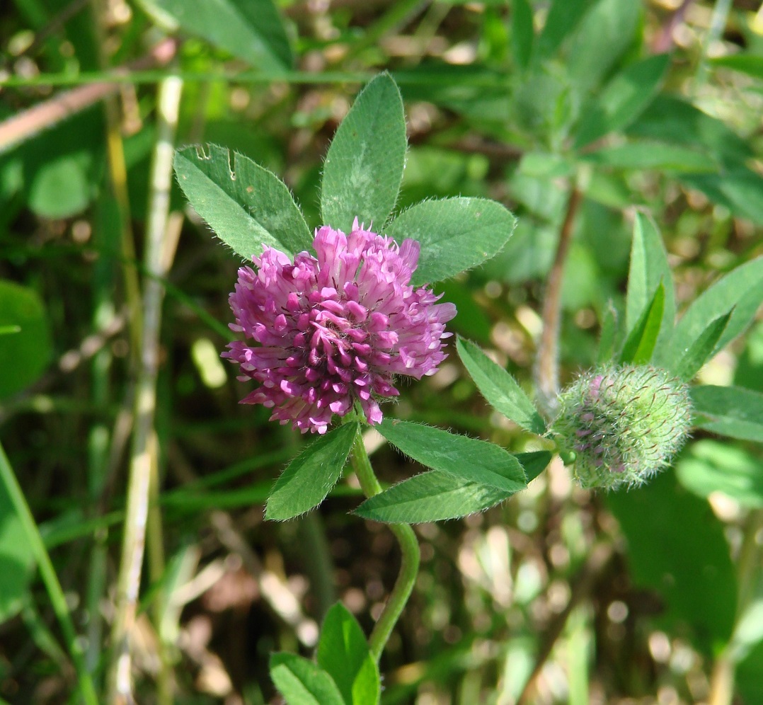 Image of Trifolium pratense specimen.