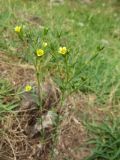 Linum corymbulosum