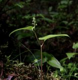 Maianthemum bifolium