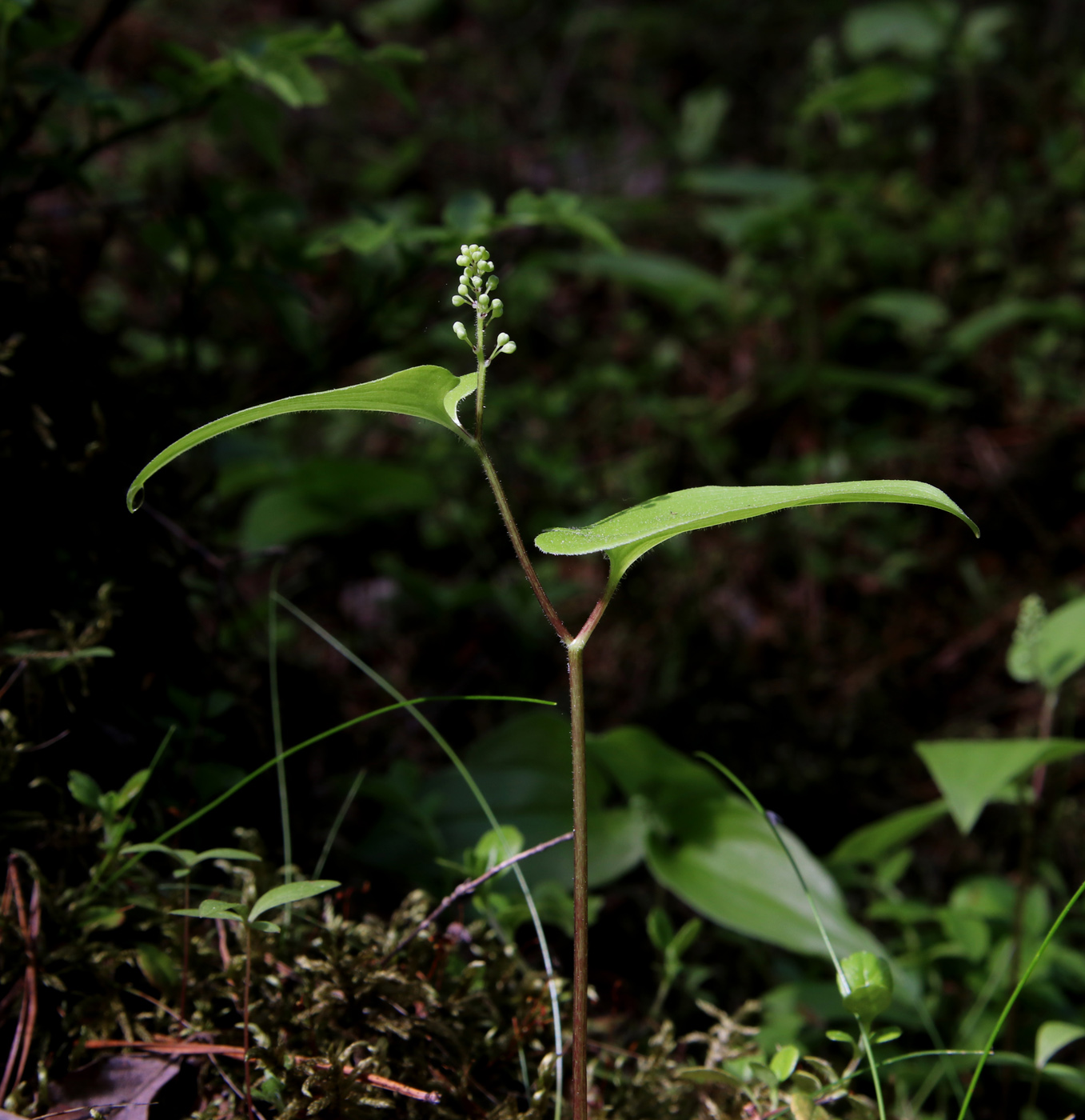 Изображение особи Maianthemum bifolium.